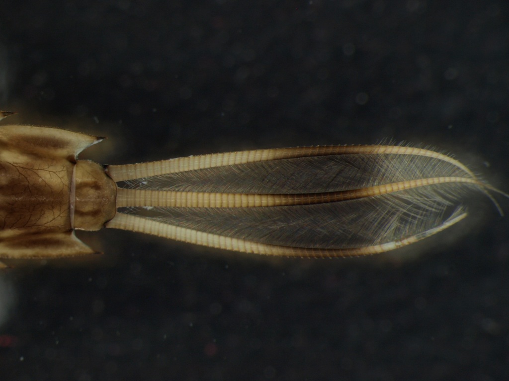 Siphlonurus lacustris